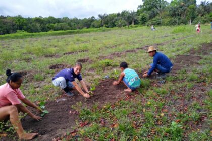 Em São Sebastião do Uatumã, Idam incentiva implantação da produção cafeeira