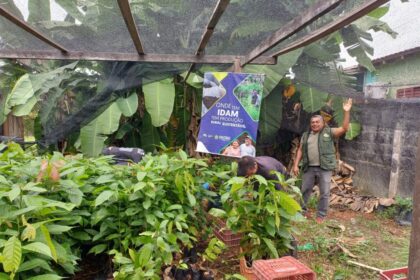 Idam distribui mudas de castanha-do-Brasil e cacau a agricultores do interior do Amazonas