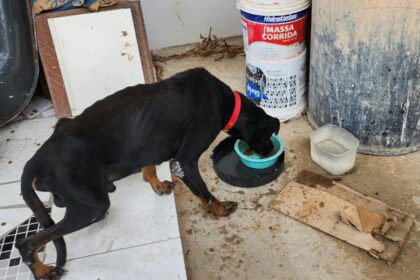 PC-AM intensifica combate aos maus-tratos a animais e encaminha mais de 120 inquéritos à Justiça em 2024