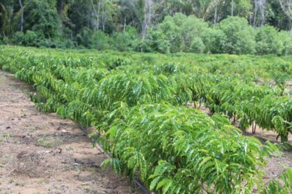 Cafeicultura: Governo do Amazonas incentiva crescimento do setor em Iranduba