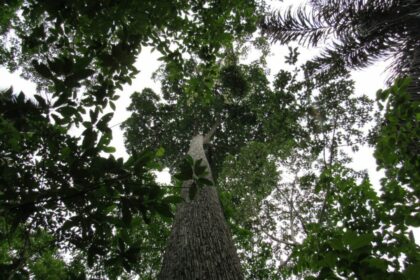 Pesquisa apoiada pelo Governo do Amazonas busca as origens da domesticação de plantas na bacia do alto rio Madeira