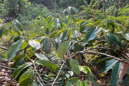 Com apoio do Governo do Amazonas, projeto usa blokchain e sustentabilidade para ajudar agricultores rurais