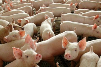 Portaria que determina tratamento térmico para alimentos destinados a suínos entra em vigor nesta terça-feira, alerta Adaf