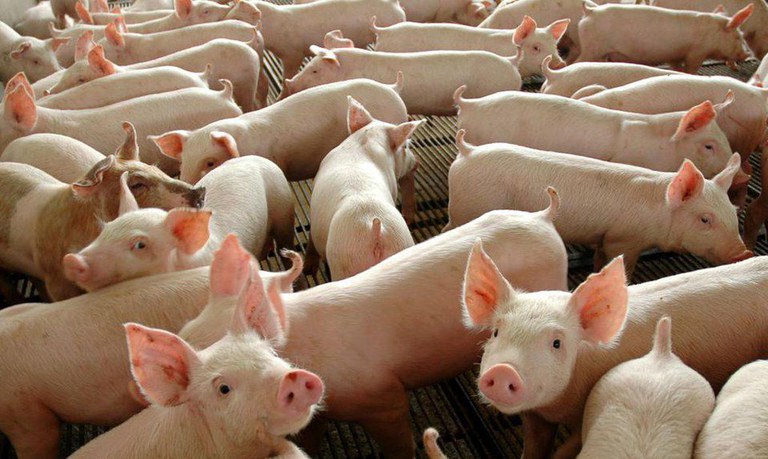 Portaria que determina tratamento térmico para alimentos destinados a suínos entra em vigor nesta terça-feira, alerta Adaf