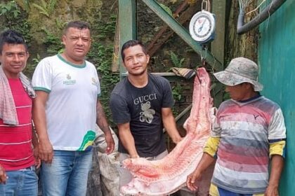 Governo do Amazonas adquire mais de 10 toneladas de alimentos da agricultura indígenas no município de Amaturá