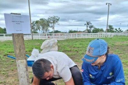 Agricultores de São Sebastião do Uatumã recebem 10,7 mil mudas de castanha-do-Brasil