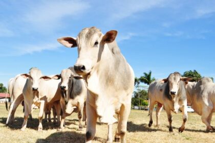 Campanha de atualização cadastral de animais começa na próxima segunda-feira, alerta Adaf