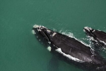 Comissão debate limites da área de proteção ambiental da baleia-franca em Santa Catarina