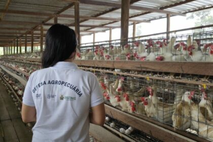 Influenza Aviária: Adaf emite orientações aos Responsáveis Técnicos de granjas do Amazonas