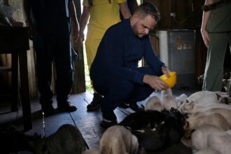 Ação emergencial leva assistência a animais afetados pela enchente em Careiro da Várzea