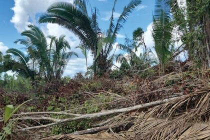 Ipaam embarga mais de 6 mil hectares por desmatamento ilegal com monitoramento remoto em abril