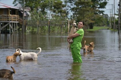 Deputada Joana Darc lança campanha ‘SOS Pet Careiro da Várzea’ para ajudar os animais na cheia do Amazonas