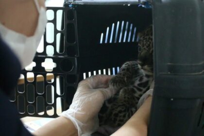 Noventa animais silvestres são resgatados pelo Ipaam de janeiro a maio