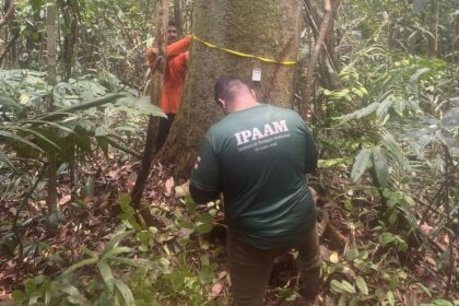 Período do Defeso Florestal chega ao fim nesta quinta-feira no Amazonas