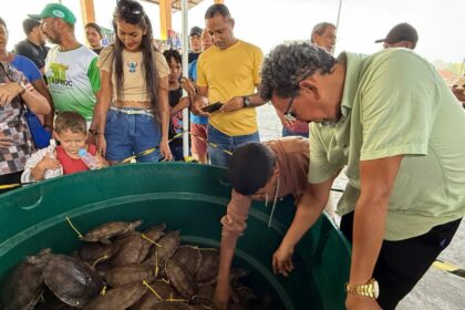 Avanço histórico: Amazonas promove pela primeira venda legal de quelônios manejados em Carauari