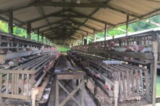 Ipaam notifica seis granjas no Amazonas e reforça necessidade de regularização ambiental