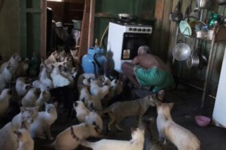 Governo do Amazonas realiza mutirão e castra 80 gatos acolhidos por casal de idosos no Careiro da Várzea