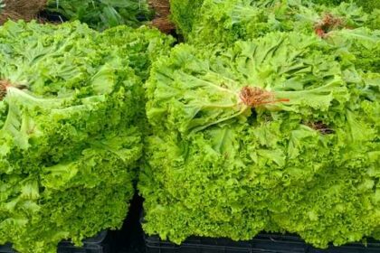 Governo do Amazonas entrega 13 toneladas de alimentos pelo PAA a entidades socioassistenciais de Manaus
