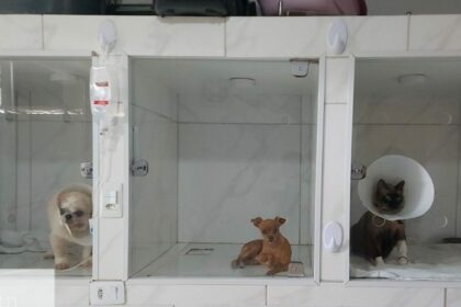 Ipaam orienta sobre o licenciamento obrigatório de clínicas veterinárias no Amazonas