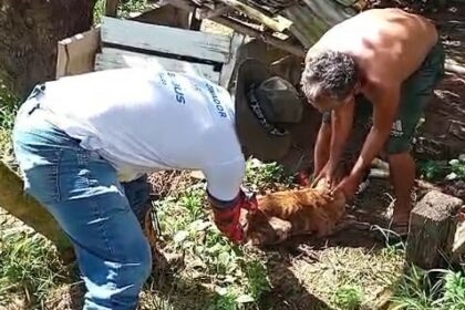 PMM vacina cães e gatos contra raiva em comunidades ribeirinhas