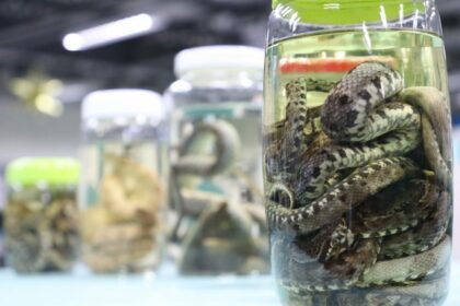 Operação Cheia 2025: FVS-RCP alerta para prevenção de acidentes por animais peçonhentos em áreas residenciais no Amazonas