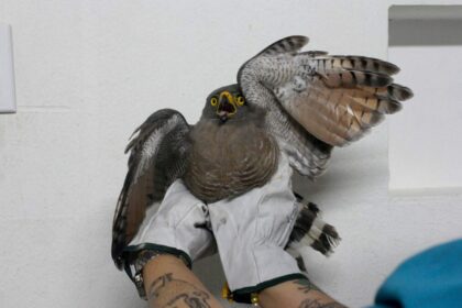 Gavião-carijó é resgatado pela Sepet e Ipaam em área próxima ao Sambódromo
