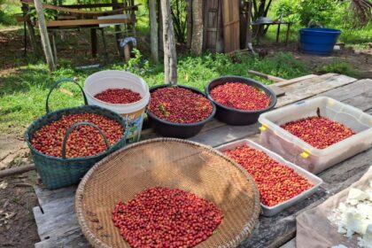 Em São Sebastião do Uatumã, agricultora familiar assistida pelo Idam inicia primeira colheita de café