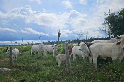 Operação Tamoiotatá V: Ipaam aplica mais de R$ 930 mil em multas por criação ilegal de gado na Floresta de Tapauá