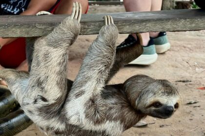 Dia Mundial do Meio Ambiente: Polícia Civil atua no combate aos maus-tratos animais e a preservação ambiental
