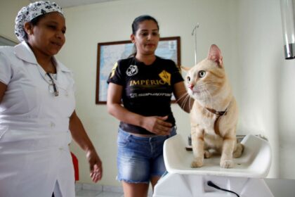 Prefeitura de Manaus divulga calendário de agendamentos para castração no segundo semestre