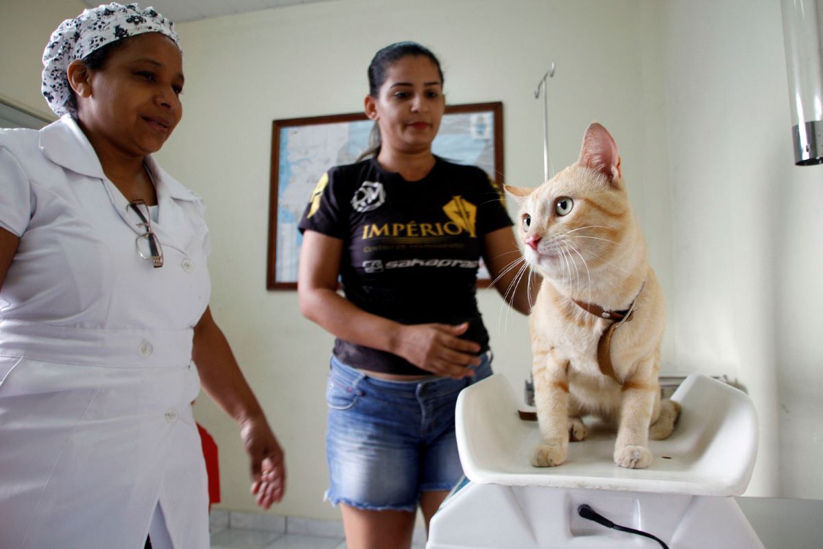 Prefeitura de Manaus divulga calendário de agendamentos para castração no segundo semestre