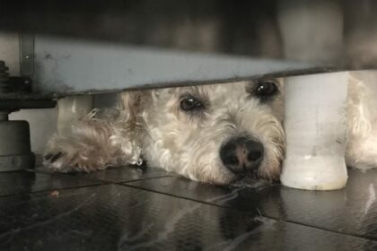 Nova lei proíbe tatuagens e piercing com fins estéticos em cães e gatos