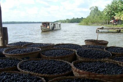 Projeto cria programa de incentivo à produção e à exportação de açaí
