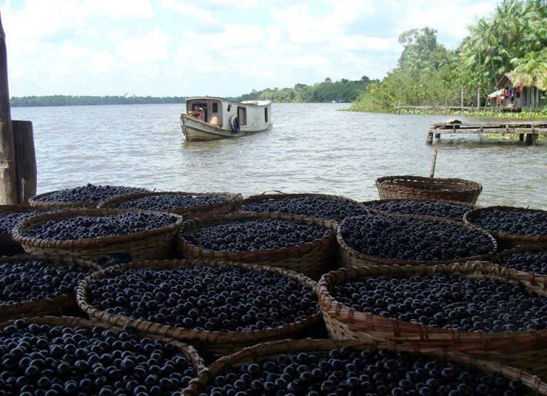 Projeto cria programa de incentivo à produção e à exportação de açaí