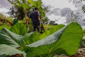 Comissão de Meio Ambiente debate cooperativismo e sustentabilidade em audiência pública