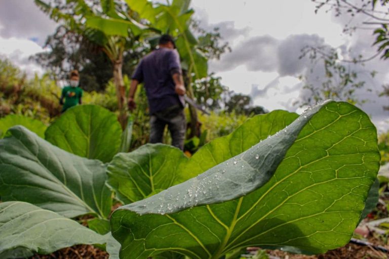 Comissão de Meio Ambiente debate cooperativismo e sustentabilidade em audiência pública