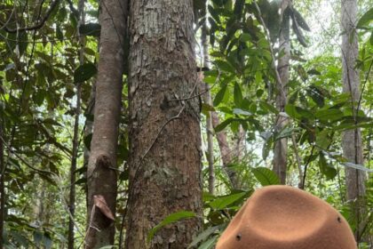 Dia do Engenheiro Florestal: ADS destaca a atuação dos profissionais em programas do órgão