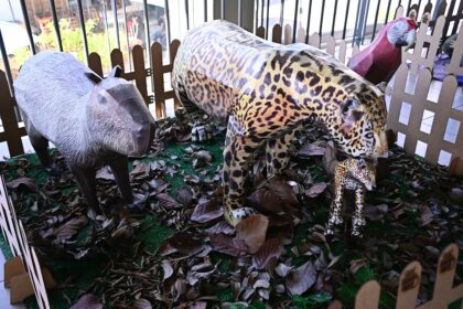 Exposição ‘Amazônia de Papel’ acontece no mirante Lúcia Almeida