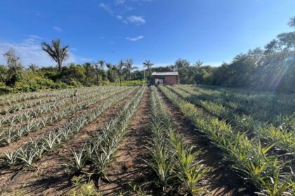 Em Barreirinha, Idam incentiva crescimento da cadeia produtiva do abacaxi