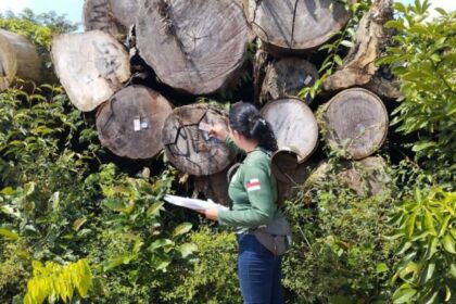 Ipaam garante rastreabilidade da madeira legal no Amazonas