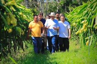 Prefeito em exercício Renato Junior visita plantação de pitaya no ramal do rio Branquinho