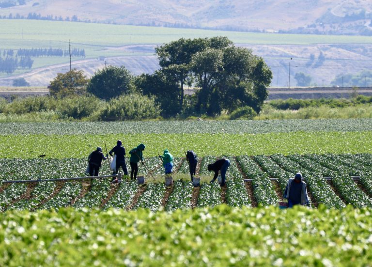 Comissão debate regras para contratação temporária de trabalhadores rurais