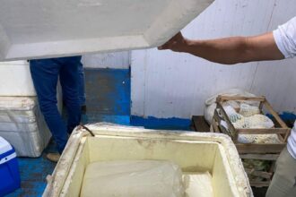 Em Parintins, Adaf apreende mais de 300 quilos de queijo de coalho e mariscos impróprios para o consumo