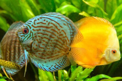 Exportação de peixes ornamentais depende de licenciamento ambiental, alerta Ipaam
