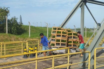 Idam inicia cadastramento de agricultores familiares para recebimento de mudas de castanha-da-Amazônia