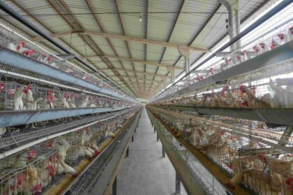 Ipaam orienta avicultores sobre licenciamento ambiental no Dia do Avicultor