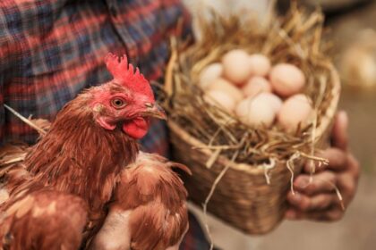 Audiência na Câmara debate práticas de “humane washing” na próxima terça-feira