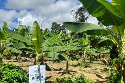 Com apoio do Governo do Amazonas, pesquisa investiga perdas na produção de frutas e propõe soluções para reduzir desperdícios