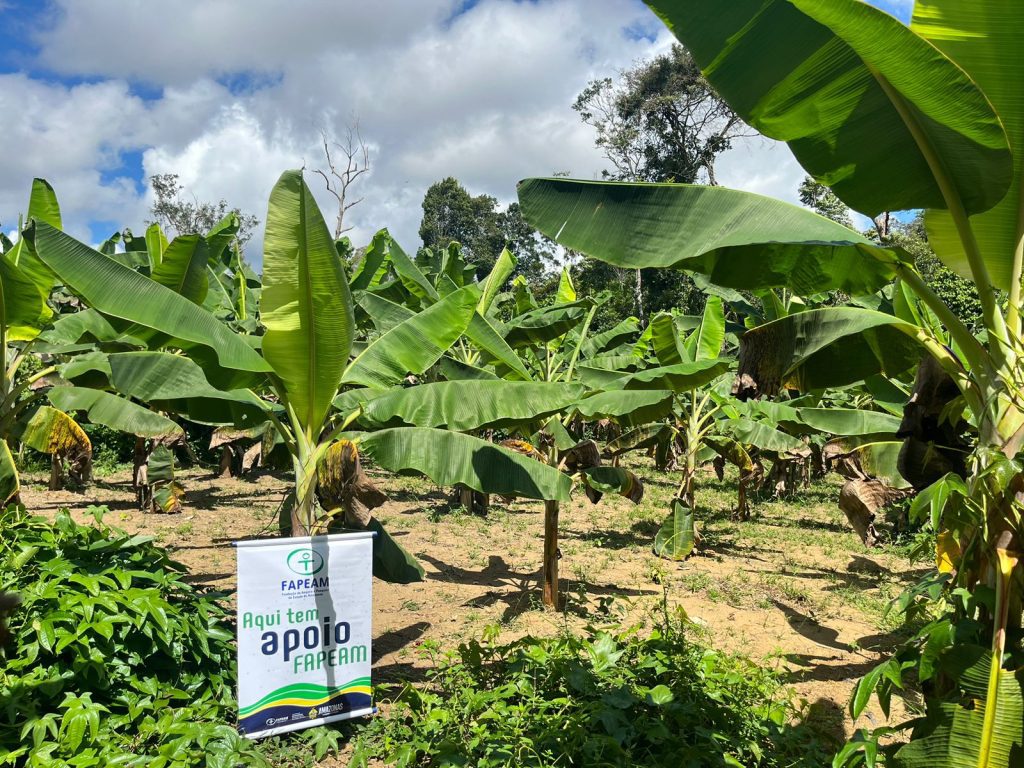 Com apoio do Governo do Amazonas, pesquisa investiga perdas na produção de frutas e propõe soluções para reduzir desperdícios