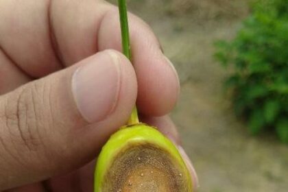 Pesquisa apoiada pelo Governo do Amazonas aponta alternativas para reduzir perdas causadas por fungos e aumentar a produtividade da pimenta-de-cheiro